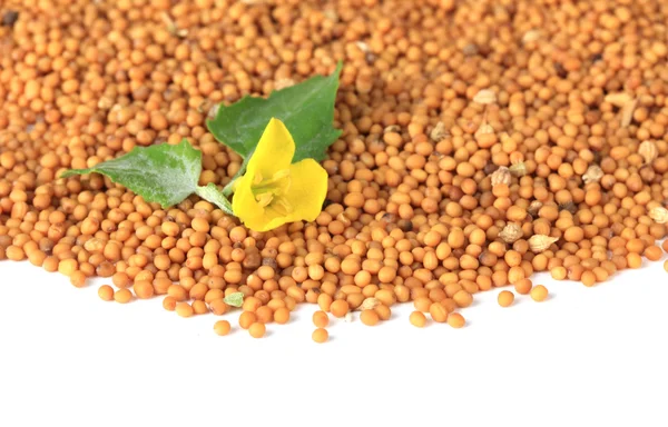 Mustard seeds with mustard flower isolated on white — Stock Photo, Image