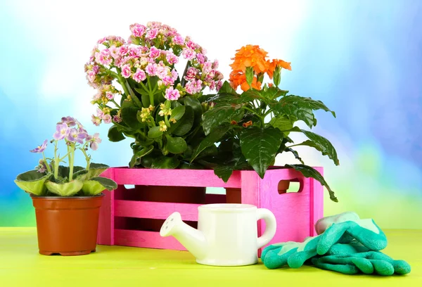 Belles fleurs en pots sur table en bois sur fond naturel — Photo