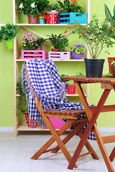 Muchas flores hermosas en macetas en la habitación —  Fotos de Stock