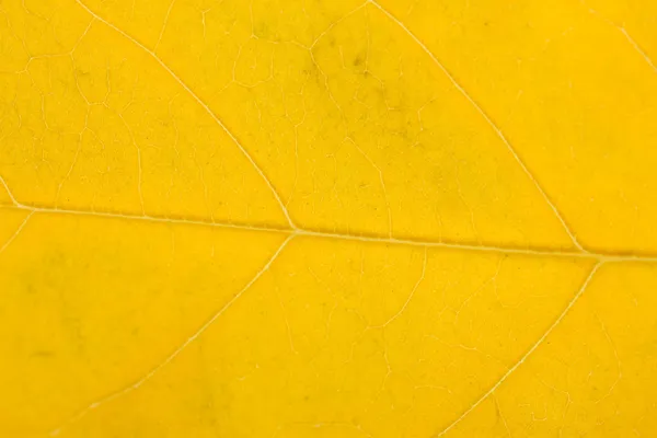Ljusa höst löv, närbild — Stockfoto