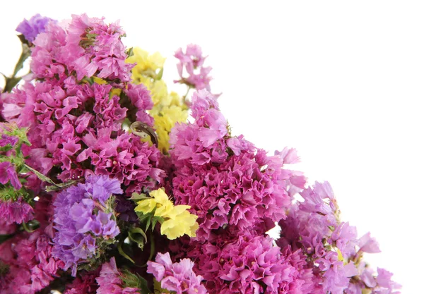 Hermosas flores de verano aisladas en blanco — Foto de Stock