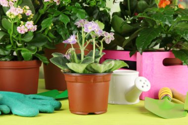 Tencere doğal zemin üzerine ahşap masa üzerine güzel çiçekler