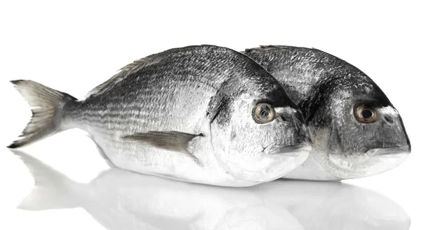 Dorado à deux poissons isolé sur blanc — Photo