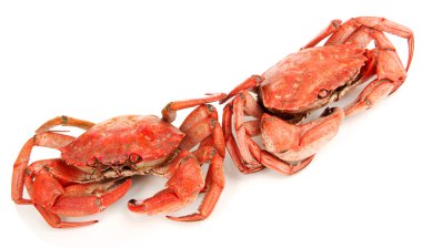 haşlanmış yengeçler beyaz izole