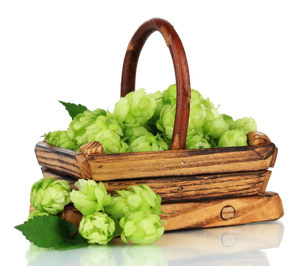 Fresh green hops in wooden basket, isolated on white — Stock Photo, Image