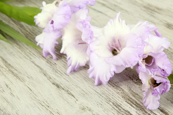 Bela flor gladíolo no fundo de madeira — Fotografia de Stock