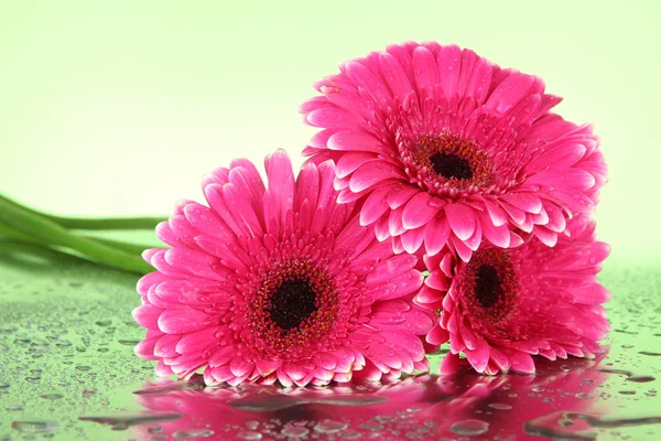 Schöne rosa Gerbera-Blüten, Nahaufnahme — Stockfoto