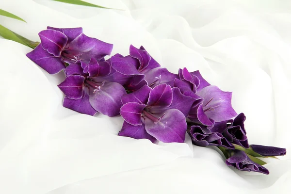 Bellissimo fiore gladiolo su sfondo tessuto bianco — Foto Stock