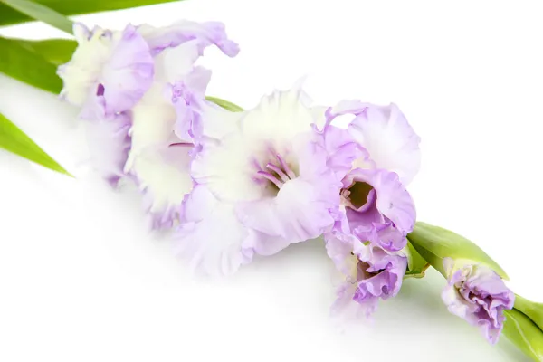 Bela flor gladiolus isolado em branco — Fotografia de Stock