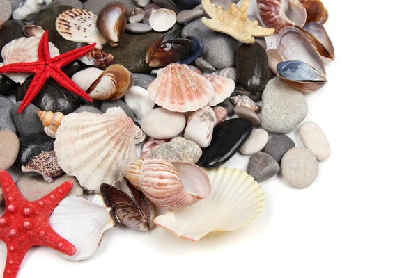 Primer plano de piedras y conchas marinas — Foto de Stock