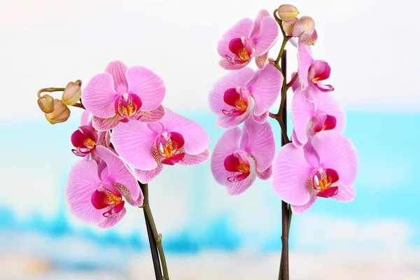 Orquídea hermosa suave sobre fondo natural —  Fotos de Stock