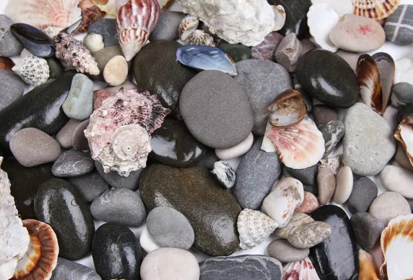 Close up de pedras marinhas e conchas — Fotografia de Stock