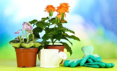 Tencere doğal zemin üzerine ahşap masa üzerine güzel çiçekler