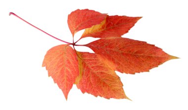 Parlak sonbahar yaprağı, beyaz üzerine izole