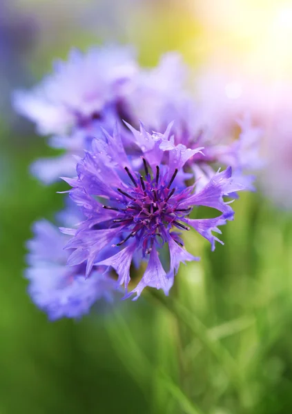 Beautiful cornflowers, outdoors — Stock Photo, Image