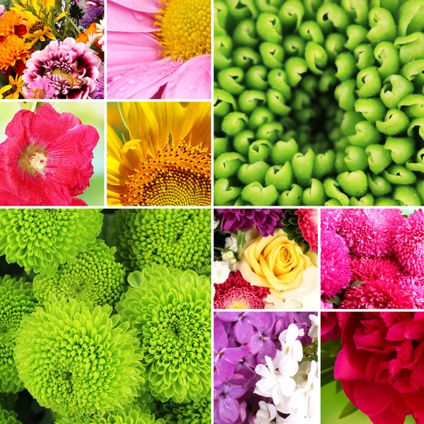 Koláž z krásné květiny — Stock fotografie