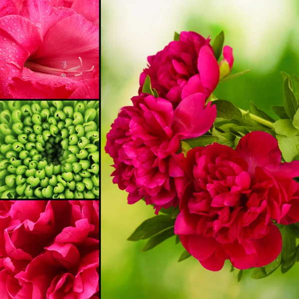 Collage de hermosas flores — Foto de Stock