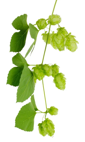 Frischer grüner Hopfen, isoliert auf weiß — Stockfoto