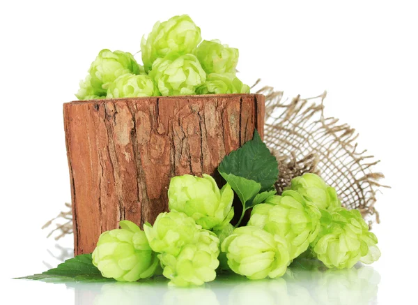 Fresh green hops in wooden vase, isolated on white — Stock Photo, Image