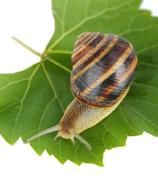 Snail on leaf isolated on white — Stock Photo, Image