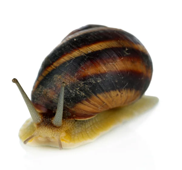 Caracol isolado em branco — Fotografia de Stock