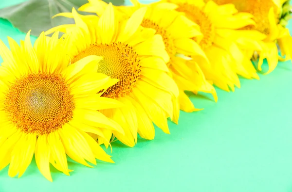 Schöne Sonnenblumen auf farbigem Hintergrund — Stockfoto