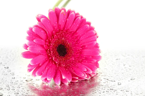 Krásná růžová gerbera květina izolované na bílém — Stock fotografie