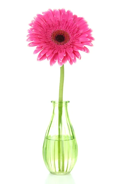 Beautiful pink gerbera flower in vase isolated on white — Stock Photo, Image