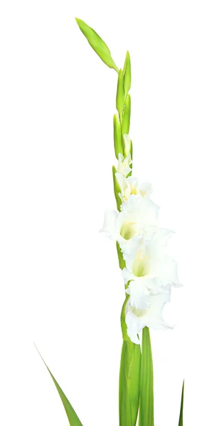 Bela flor gladiolus isolado em branco — Fotografia de Stock