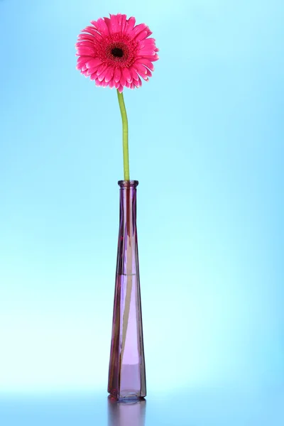 Bela flor de gerbera rosa em vaso no fundo azul — Fotografia de Stock