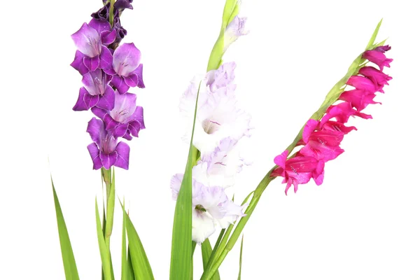 Hermosa flor de gladiolo aislada en blanco —  Fotos de Stock