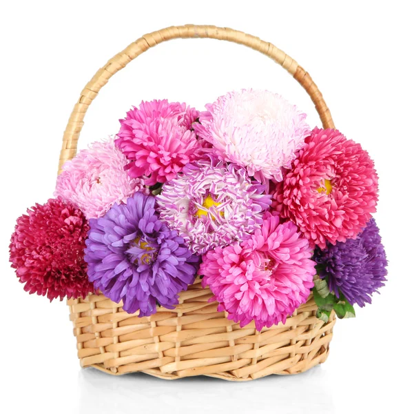 Bright aster flowers in basket, isolated on white — Stock Photo, Image