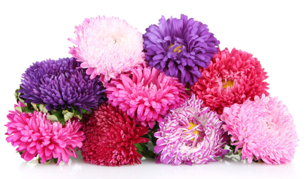 Яркие пасхальные цветы, изолированные на белом
