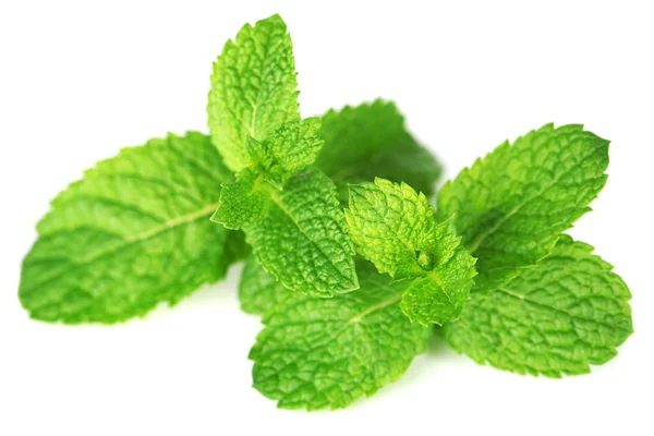 Mint isolated on white — Stock Photo, Image