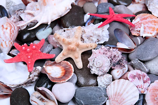 Close up de pedras marinhas e conchas — Fotografia de Stock