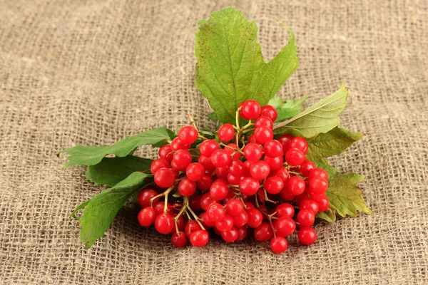 Maduro viburnum no saco fundo close-up — Fotografia de Stock