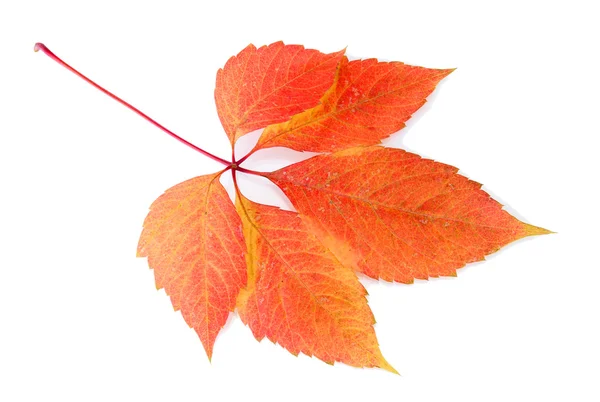 Hoja de otoño brillante, aislado en blanco — Foto de Stock