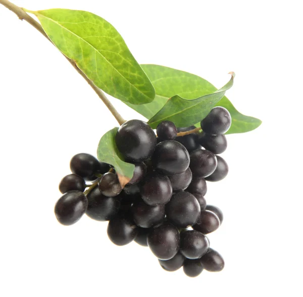 Дикі чорні ягоди з листям, ізольовані на білому — стокове фото