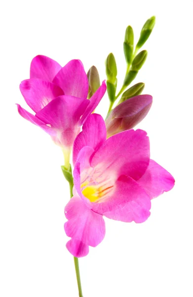 Beautiful freesia flower, isolated on whit — Stock Photo, Image