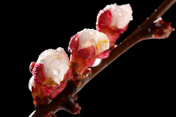 Beautiful apricot blossom with drops on black background — Stock Photo, Image