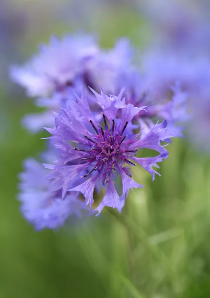 Beautiful cornflowers, outdoors — Stock Photo, Image