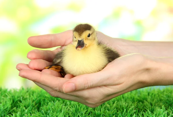 Hand with cute duckling, on bright background — Stock Photo, Image