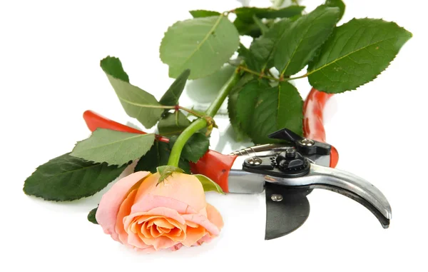 Zahradní zahradnické nůžky a rose izolovaných na bílém — Stock fotografie