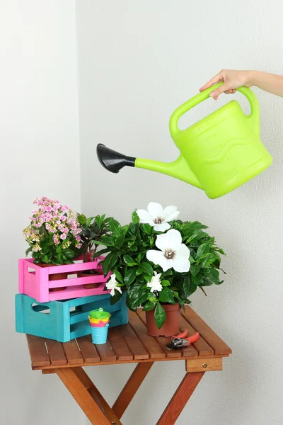 Viele schöne Blumen auf dem Tisch im Zimmer — Stockfoto