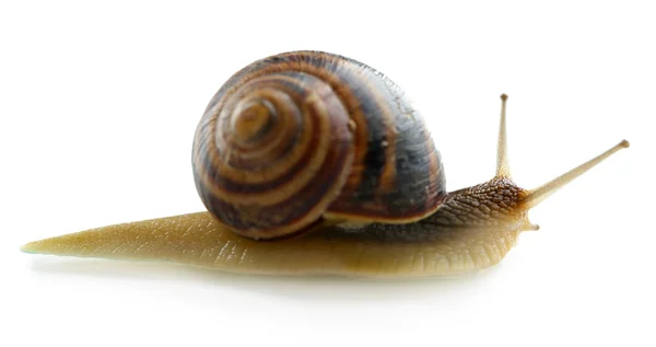 Caracol isolado em branco — Fotografia de Stock