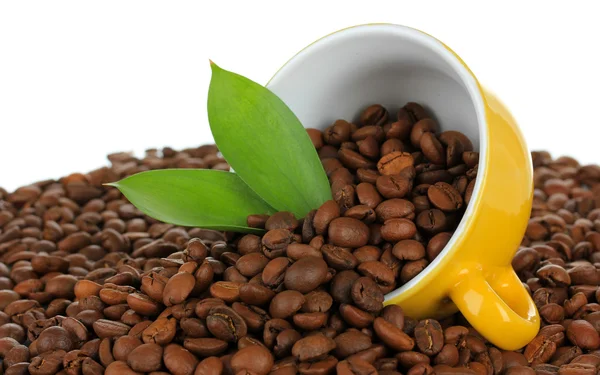 Feijões de café na xícara no fundo branco — Fotografia de Stock