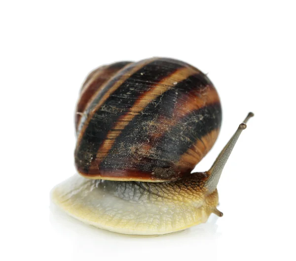 Caracol isolado em branco — Fotografia de Stock