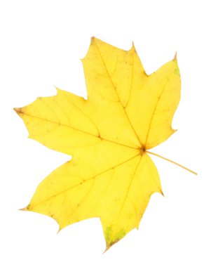 Parlak sonbahar yaprağı, beyaz üzerine izole