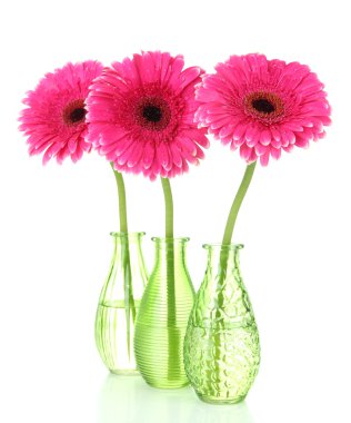 güzel pembe gerbera çiçekleri beyaz izole vazolar