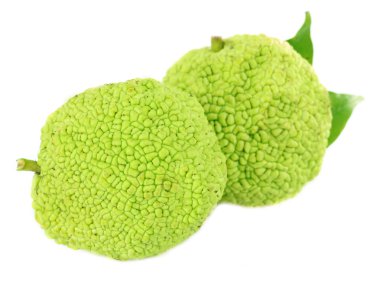osage turuncu meyveler (maclura pomifera), üzerinde beyaz izole